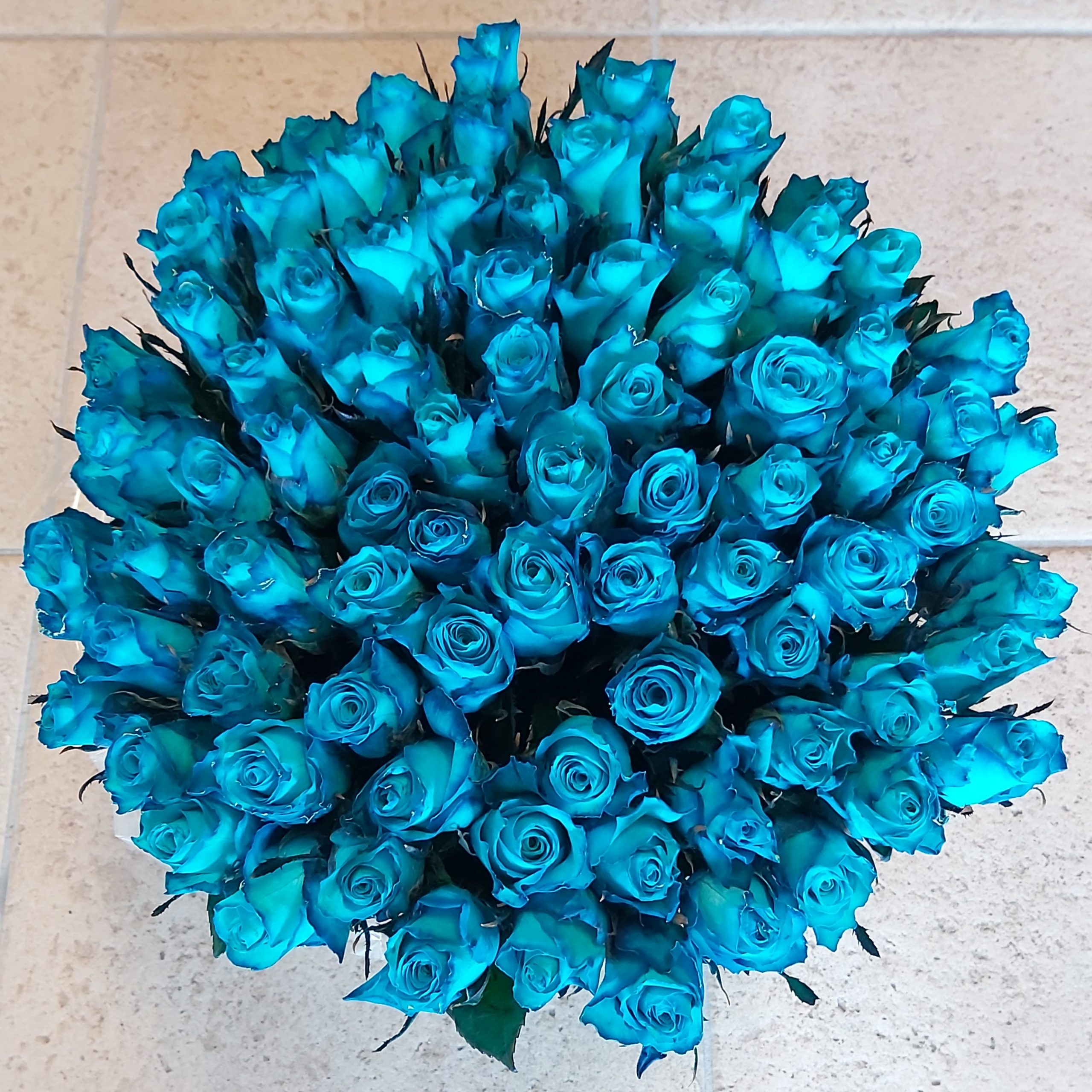 Regelen scheuren verjaardag Blauwe rozen | 50-60 cm per 10 stuks LET OP! minimaal 2 dagen van tevoren  bestellen | DEX Rozen