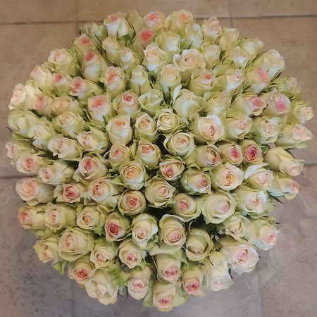 Mysterieus groenrozewit 
per stuk | 40 cm