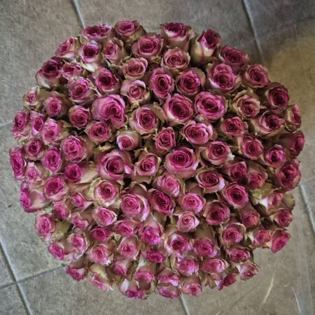 Elegant rozewit | 50 cm